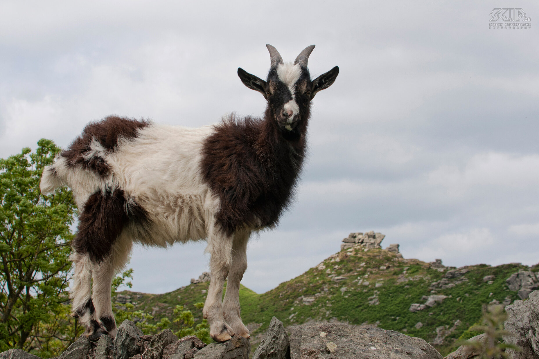 Exmoor - Valley of the Rocks - Wilde geit  Stefan Cruysberghs